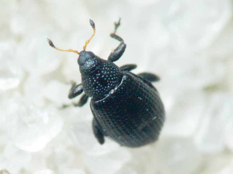 Rhamphus pulicarius (Herbst, 1795)
